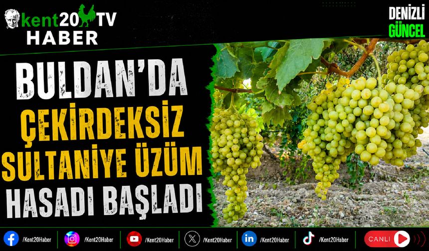 Buldan'da Çekirdeksiz Sultaniye Üzüm Hasadı Başladı