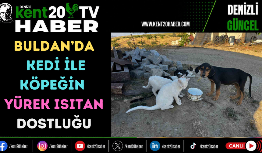 BULDAN’DA KEDİ İLE KÖPEĞİN YÜREK ISITAN DOSTLUĞU