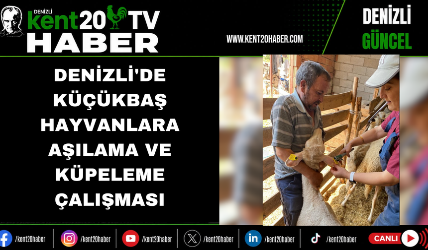 Denizli'de Küçükbaş Hayvanlara Aşılama ve Küpeleme Çalışması