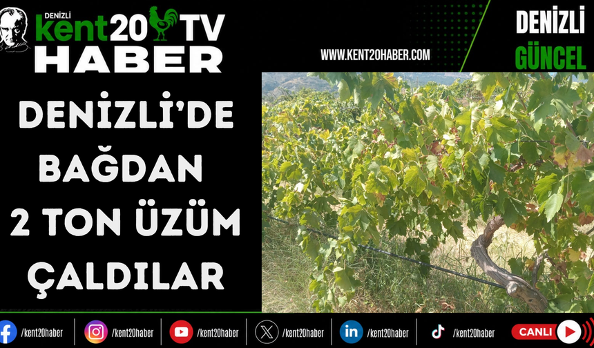 Denizli’de bağdan 2 ton üzüm çaldılar