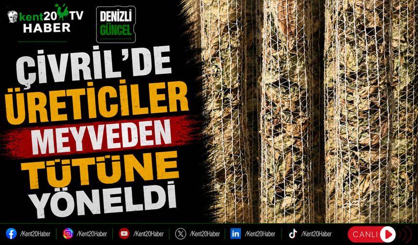 Çivril'de Üreticiler Meyveden Tütüne Yöneldi