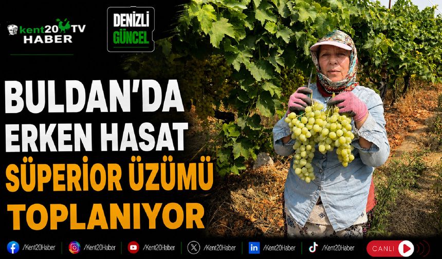 Buldan'da Erken Hasat Süperior Üzümü Toplanıyor