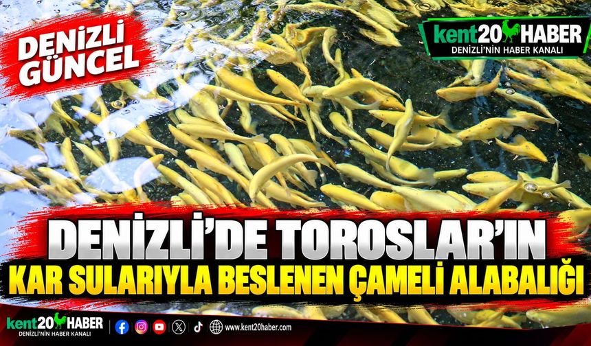 Denizli’de Toroslar’ın Kar Sularıyla Beslenen Çameli Alabalığı Lezzetiyle Öne Çıkıyor