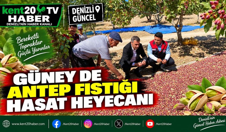 Güney’de Antep fıstığı hasat heyecanı