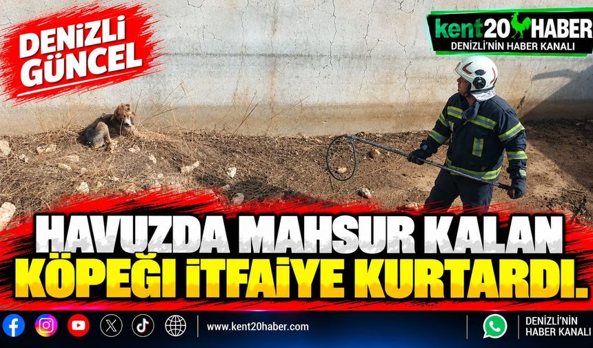 Havuzda mahsur kalan köpeği itfaiye kurtardı