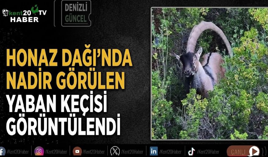Honaz Dağı’nda nadir görülen yaban keçisi görüntülendi