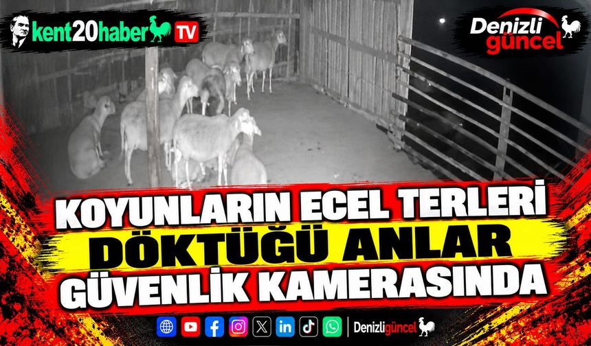 Koyunların ecel terleri döktüğü anlar güvenlik kamerasında
