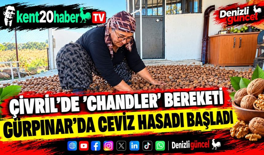 Çivril'de 'Chandler' bereketi: Gürpınar’da ceviz hasadı başladı